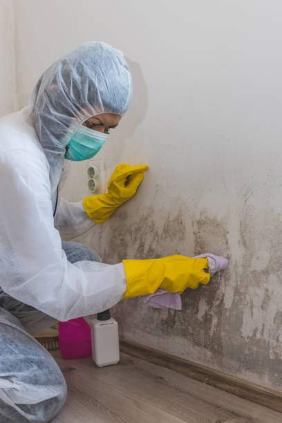 Best Mold Removal for HVAC Installations  in Nanuet, NY